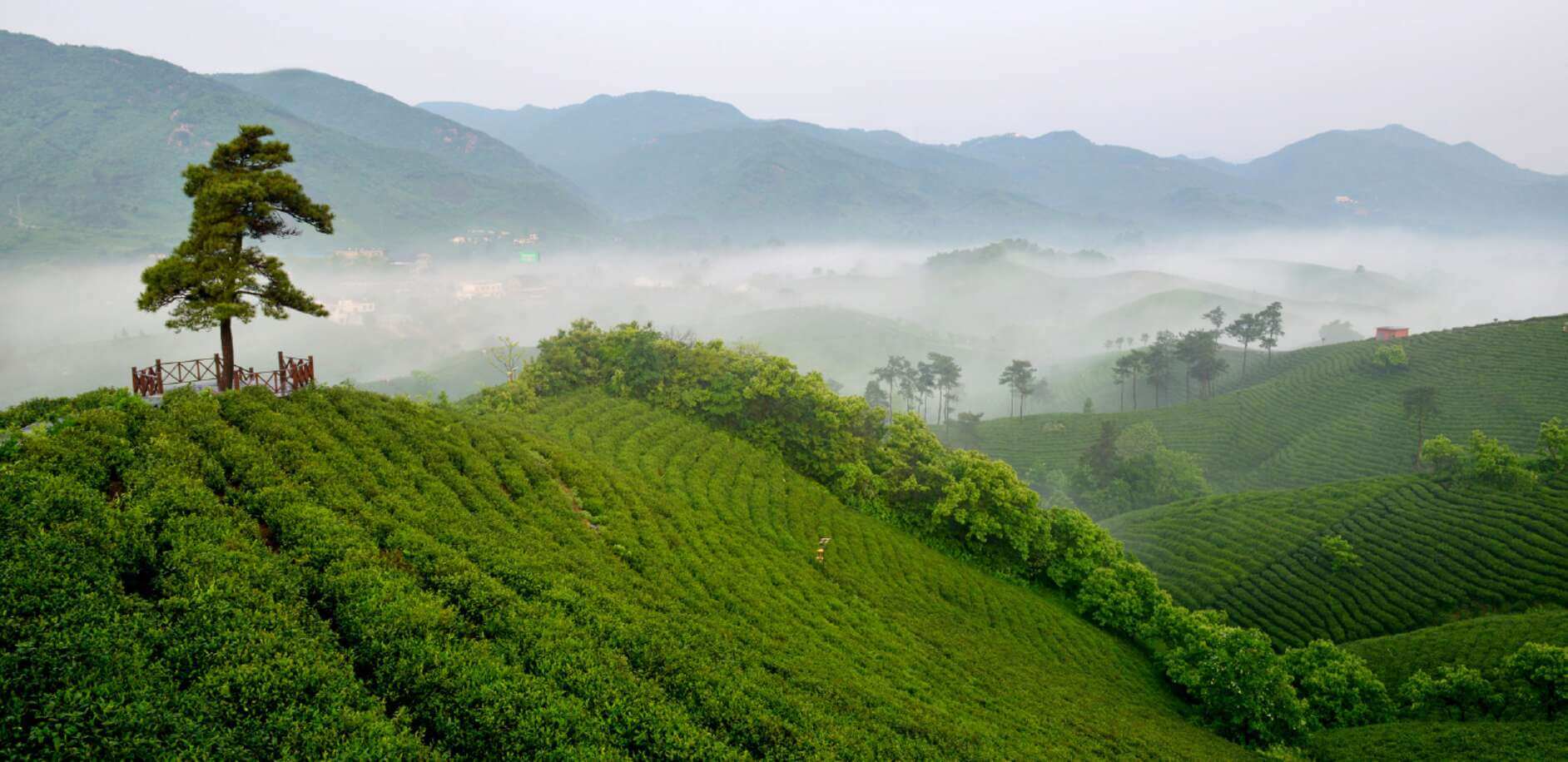 茶园